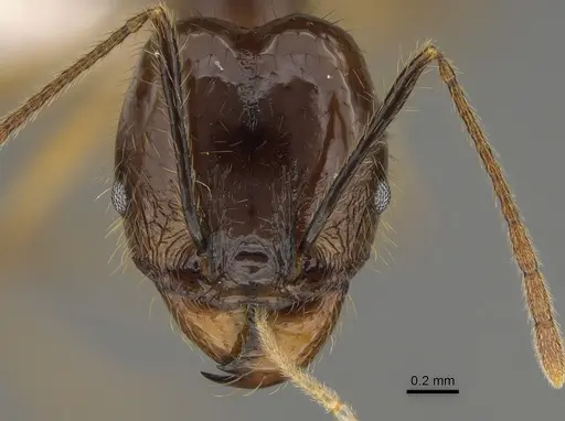 Pheidole hectornitida - CASENT0646422