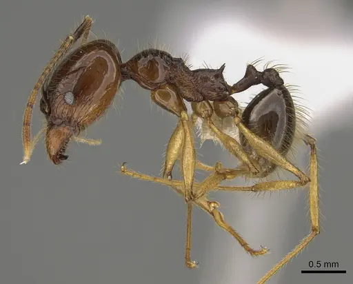 Pheidole hectornitida - CASENT0646422