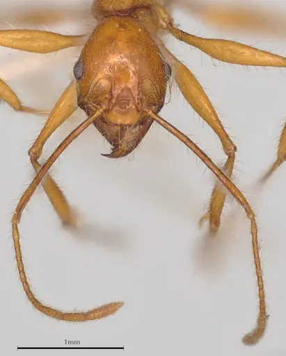 Pheidole heliosa specimen