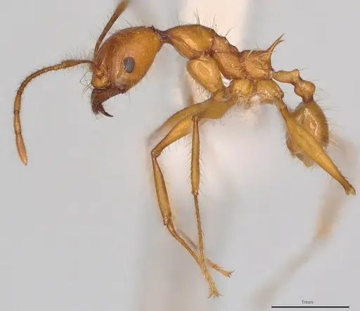 Pheidole heliosa specimen