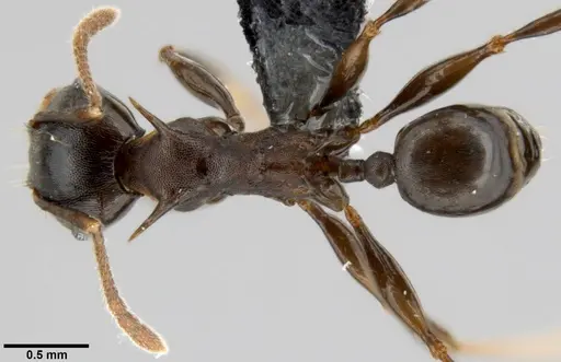 Pheidole hercules specimen