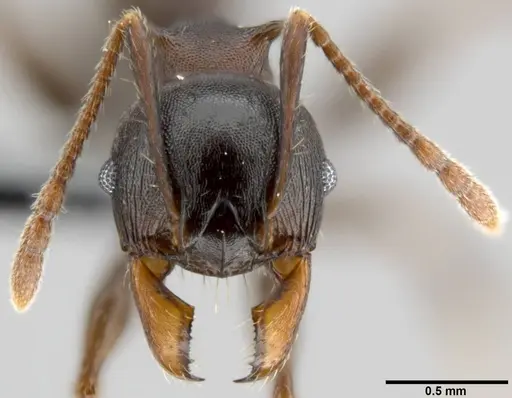 Pheidole hercules specimen