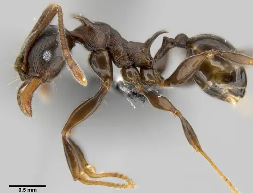 Pheidole hercules specimen