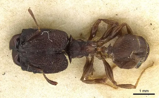 Pheidole hercules - CASENT0901324