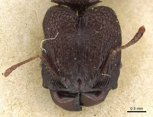 Pheidole hercules - CASENT0901324