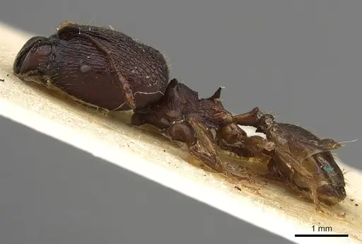 Pheidole hercules - CASENT0901324