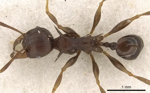 Pheidole hercules - CASENT0901325