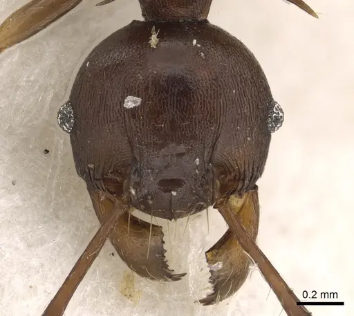 Pheidole hercules - CASENT0901325