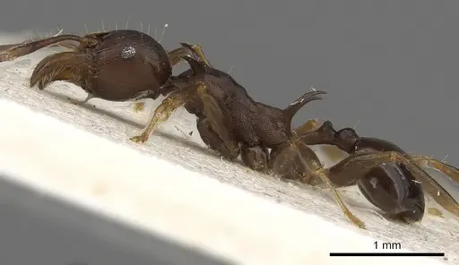 Pheidole hercules - CASENT0901325