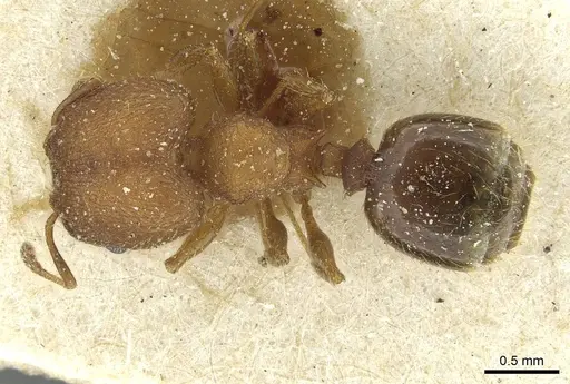 Pheidole heterothrix specimen