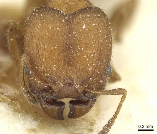 Pheidole heterothrix specimen