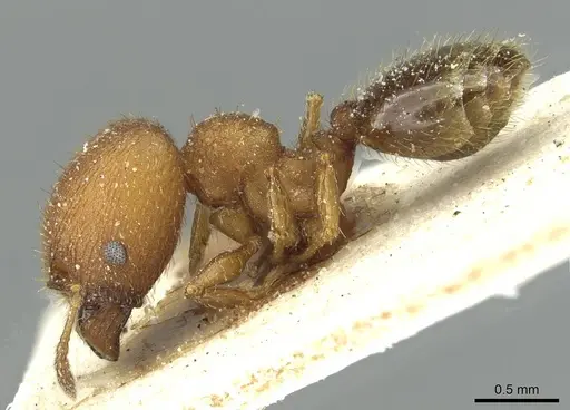 Pheidole heterothrix specimen