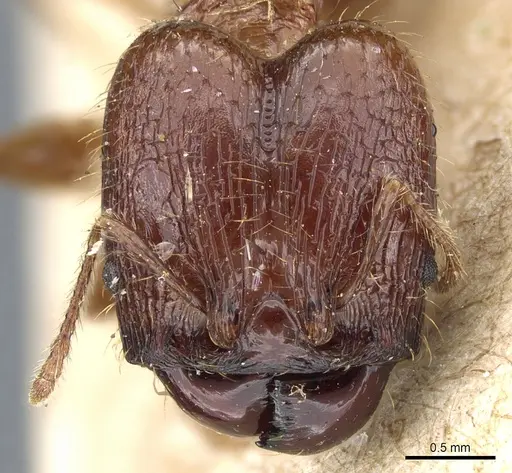 Pheidole hetschkoi specimen