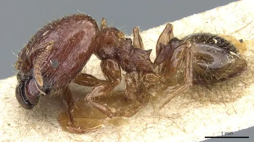 Pheidole hetschkoi specimen