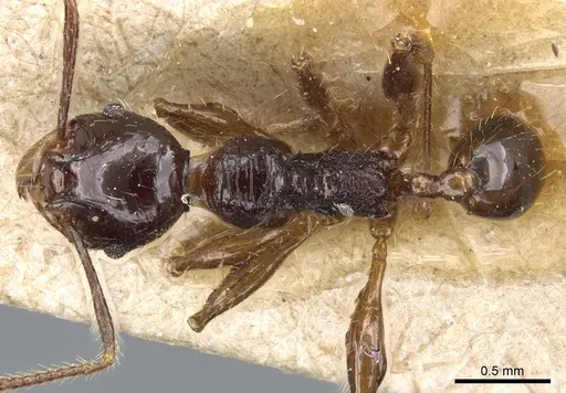 Pheidole hetschkoi - CASENT0904373