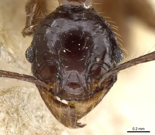 Pheidole hetschkoi - CASENT0904373