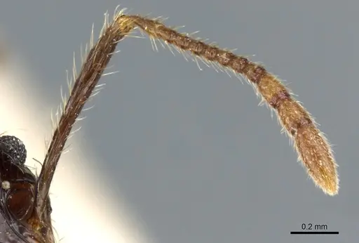 Pheidole hetschkoi - CASENT0904373