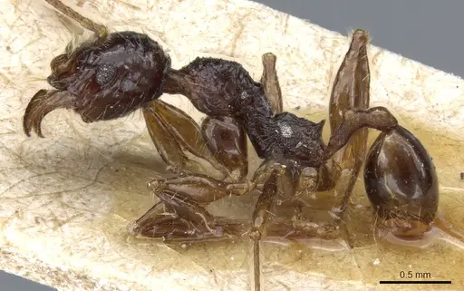 Pheidole hetschkoi - CASENT0904373