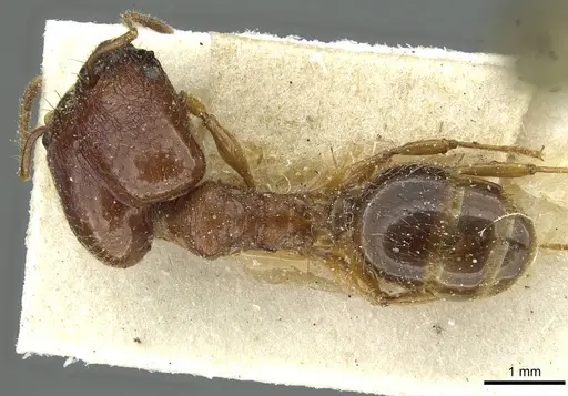 Pheidole hetschkoi - CASENT0913334
