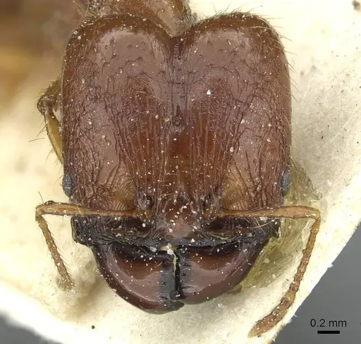 Pheidole hetschkoi - CASENT0913334