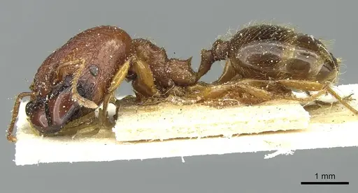 Pheidole hetschkoi - CASENT0913334