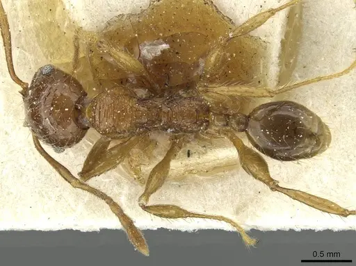 Pheidole hetschkoi - CASENT0913335