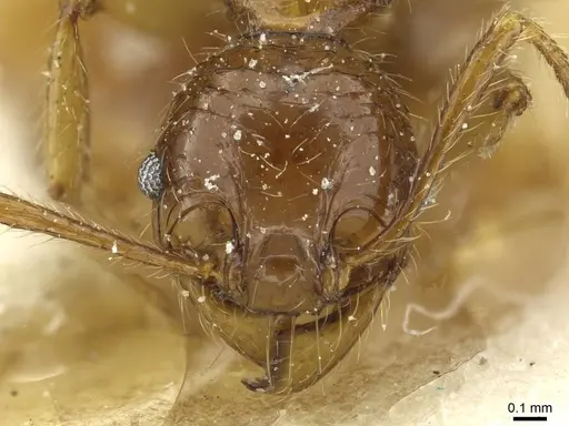 Pheidole hetschkoi - CASENT0913335