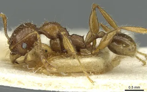 Pheidole hetschkoi - CASENT0913335