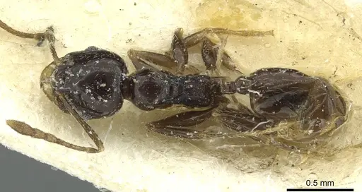 Pheidole hewitti specimen