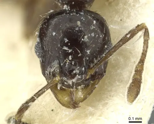 Pheidole hewitti specimen