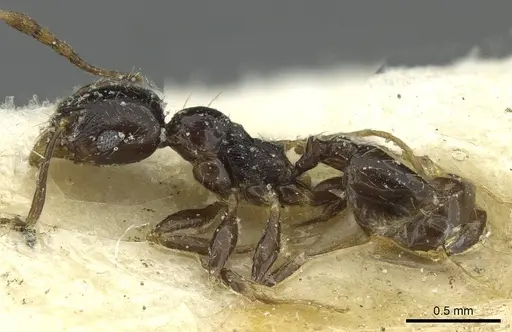 Pheidole hewitti specimen
