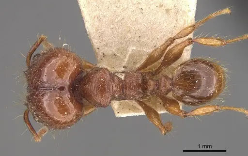 Pheidole heyeri specimen