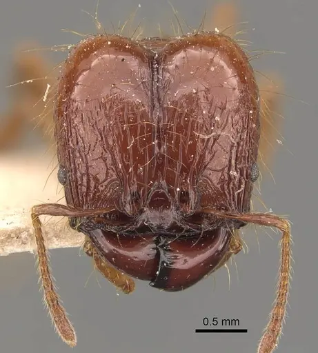 Pheidole heyeri specimen