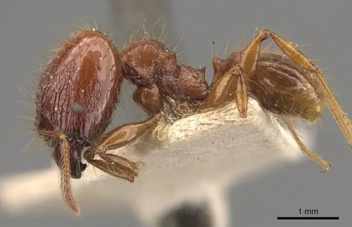 Pheidole heyeri specimen