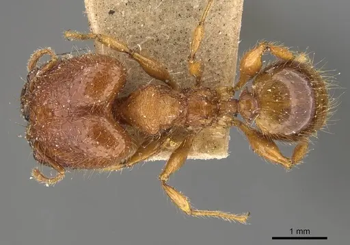 Pheidole heyeri - CASENT0908179