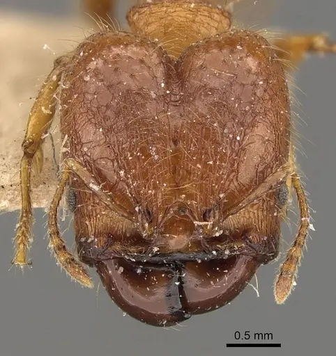 Pheidole heyeri - CASENT0908179