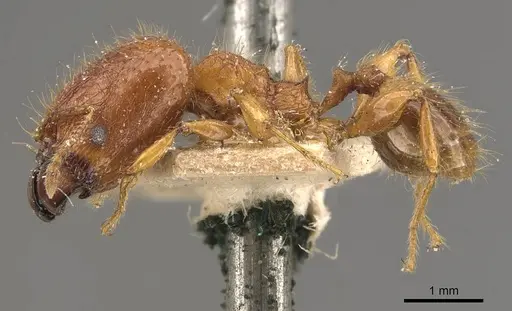Pheidole heyeri - CASENT0908179