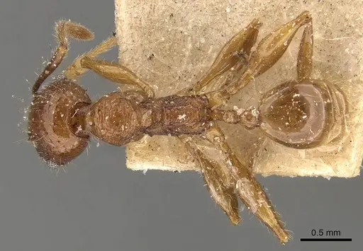 Pheidole heyeri - CASENT0908180