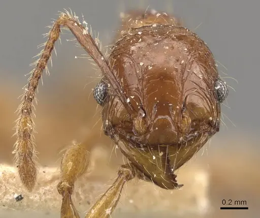 Pheidole heyeri - CASENT0908180