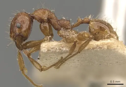 Pheidole heyeri - CASENT0908180