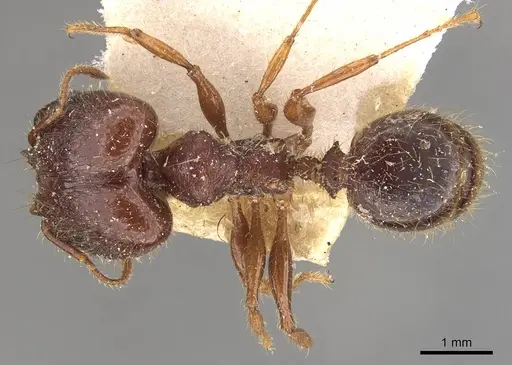 Pheidole heyeri - CASENT0908181