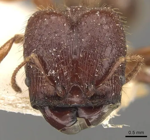 Pheidole heyeri - CASENT0908181