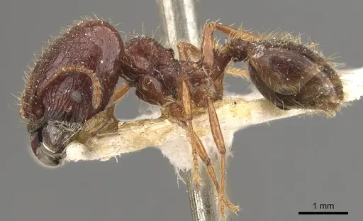 Pheidole heyeri - CASENT0908181