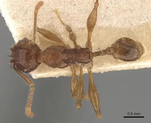 Pheidole heyeri - CASENT0908182