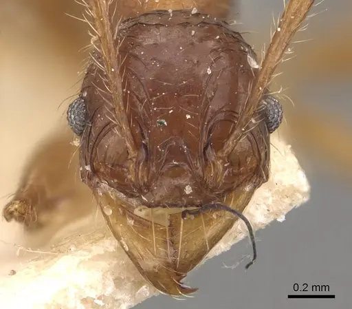 Pheidole heyeri - CASENT0908182