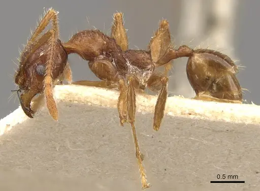 Pheidole heyeri - CASENT0908182