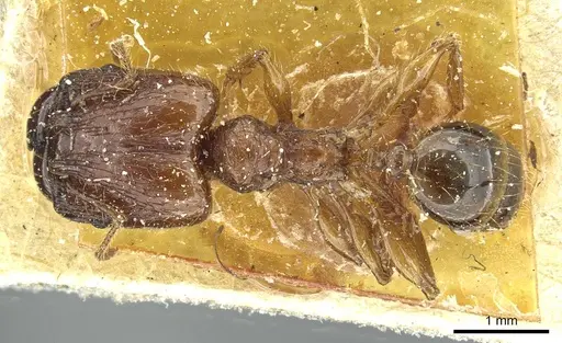 Pheidole heyeri - CASENT0913330