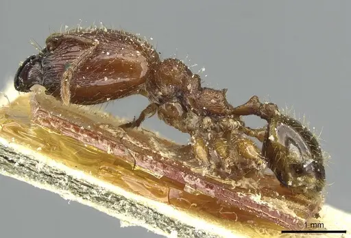 Pheidole heyeri - CASENT0913330
