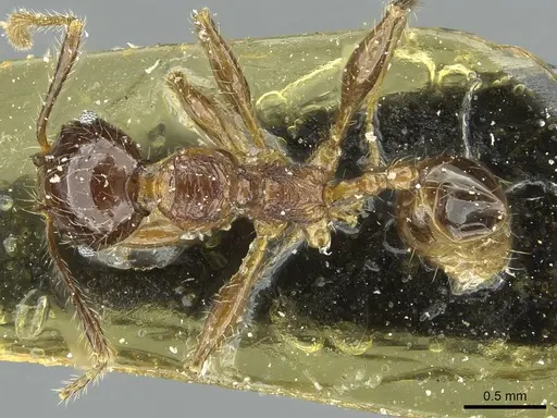 Pheidole heyeri - CASENT0913331