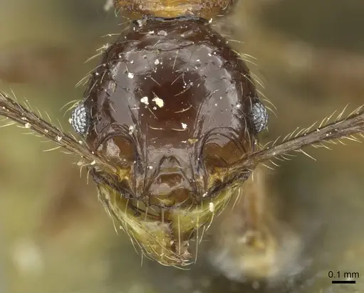 Pheidole heyeri - CASENT0913331